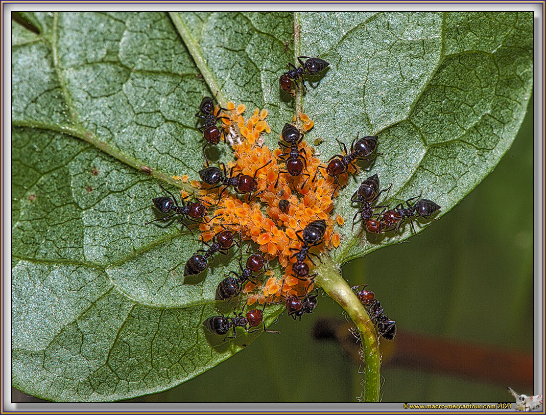 Fourmis et Pucerons